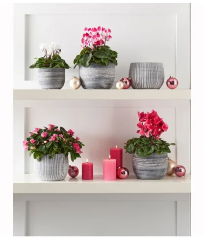 Midi Alpenveilchen, Weiß 7 Midi Alpenveilchen, Weiß -Haus Pflanzen Welt 8217903 WE MO 001 CyclameMidiWeiss 1