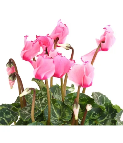 Alpenveilchen 'Victoria' -Haus Pflanzen Welt 8217911 WE DE 001 AlpenveilchenCyclameVictoriaT10DehnerExpressHerzig