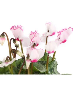 Alpenveilchen 'Victoria' -Haus Pflanzen Welt 8217911 WE DE 002 AlpenveilchenCyclameVictoriaT10DehnerExpressHerzig