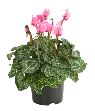 Alpenveilchen 'Victoria' -Haus Pflanzen Welt 8217911 WE FS 001 AlpenveilchenCyclameVictoriaT10DehnerExpressHerzig