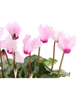 Alpenveilchen 'Victoria' -Haus Pflanzen Welt 8217911 we DE 003 AlpenveilchenCyclameVictoriaT10DehnerExpressHerzig