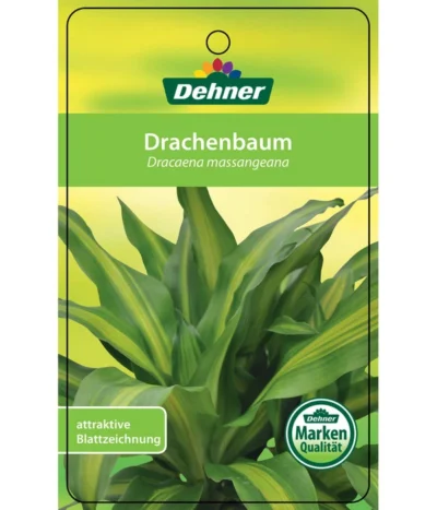Drachenbaum - Dracaena Fragrans 'Massangeana', Karussell -Haus Pflanzen Welt 8218232 Drachenbaum Etikett 1