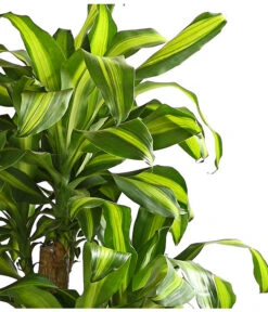 Drachenbaum - Dracaena Fragrans 'Massangeana', Karussell -Haus Pflanzen Welt 8218232 WE DE 001 DrachenbaumDracaenaMassangeanaKarusellT32DehnerExpressHerzig