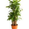 Drachenbaum - Dracaena Fragrans 'Massangeana', Karussell -Haus Pflanzen Welt 8218232 WE FS 001 DrachenbaumDracaenaMassangeanaKarusellT32DehnerExpressHerzig