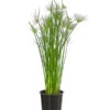 Zypergras - Cyperus Haspan -Haus Pflanzen Welt 8218265 PR FS 001 CyperusHaspanT12DehnerExpressHerzig