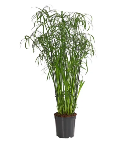 Zypergras - Cyperus Glaber