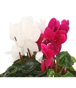 Alpenveilchen-Duo -Haus Pflanzen Welt 8218539 PR DE 001 AlpenveilchenCyclamenTwinLilaWeissDehnerHerzig