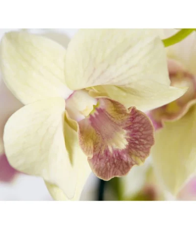 Traubenorchidee - Dendrobium 14 Traubenorchidee - Dendrobium -Haus Pflanzen Welt 8219362 PR DE 001 DendrobiumT11DehnerExpressZS