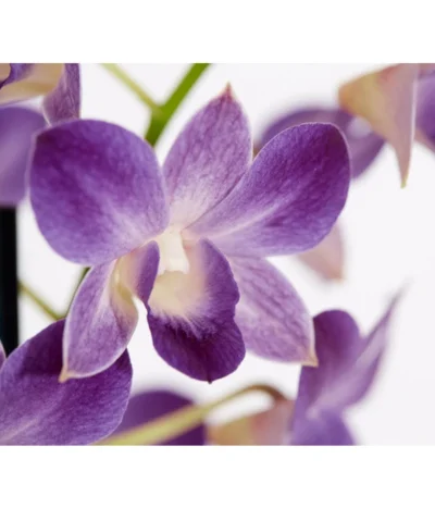 Traubenorchidee - Dendrobium 15 Traubenorchidee - Dendrobium -Haus Pflanzen Welt 8219362 PR DE 002 DendrobiumT11DehnerExpressZS