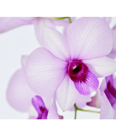 Traubenorchidee - Dendrobium 16 Traubenorchidee - Dendrobium -Haus Pflanzen Welt 8219362 PR DE 003 DendrobiumT11DehnerExpressZS