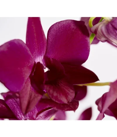 Traubenorchidee - Dendrobium 17 Traubenorchidee - Dendrobium -Haus Pflanzen Welt 8219362 PR DE 004 DendrobiumT11DehnerExpressZS