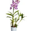 Traubenorchidee - Dendrobium -Haus Pflanzen Welt 8219362 PR FS 002 DendrobiumT11DehnerExpressZS