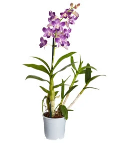 Traubenorchidee - Dendrobium
