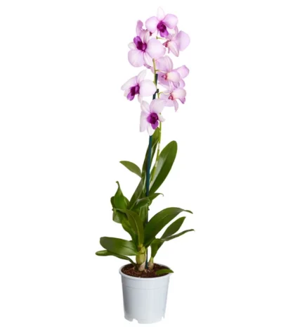 Traubenorchidee - Dendrobium 12 Traubenorchidee - Dendrobium -Haus Pflanzen Welt 8219362 PR FS 003 DendrobiumT11DehnerExpressZS