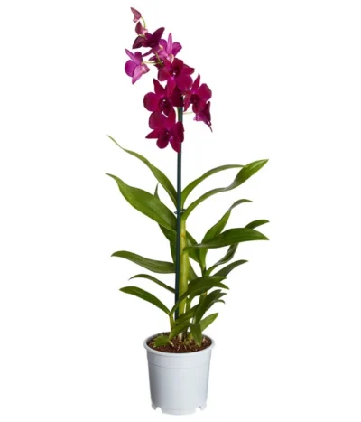 Traubenorchidee - Dendrobium 13 Traubenorchidee - Dendrobium -Haus Pflanzen Welt 8219362 PR FS 004 DendrobiumT11DehnerExpressZS