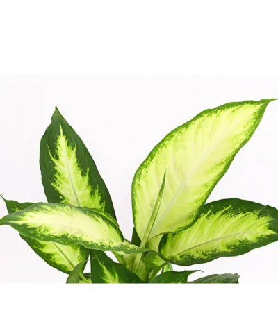 Dieffenbachie - Dieffenbachia Maculata 'Camilla' -Haus Pflanzen Welt 8219735 PR DE 001 DieffenbachieDieffenbachiaCamillaT12DehnerExpressHerzig