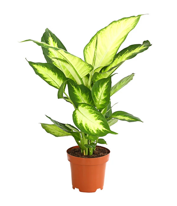 Dieffenbachie - Dieffenbachia Maculata 'Camilla' 3 Dieffenbachie - Dieffenbachia Maculata 'Camilla'