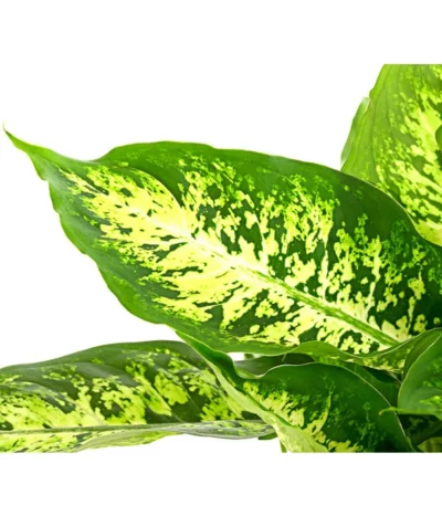 Dieffenbachie - Dieffenbachia Seguine Compacta -Haus Pflanzen Welt 8219966 PR DE 002 DieffenbachiaCompactaT17DehnerHerzig
