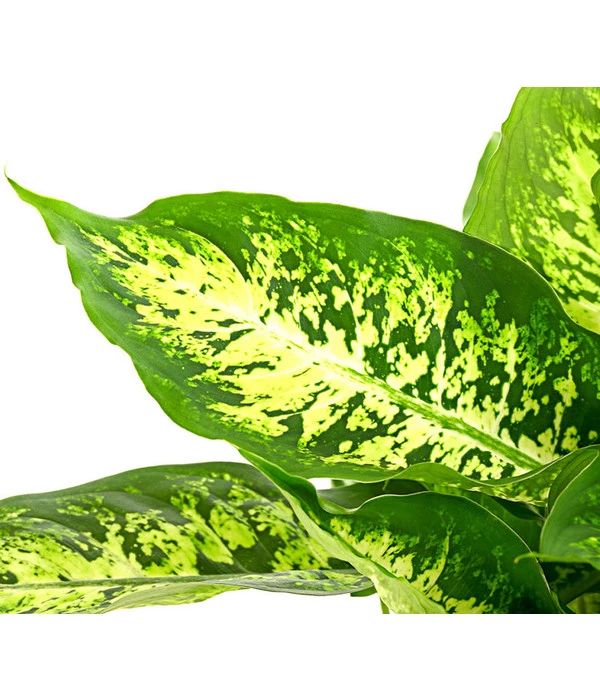 Dieffenbachie - Dieffenbachia Seguine Compacta 6 Dieffenbachie - Dieffenbachia Seguine Compacta – Bild 4