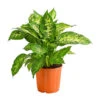Dieffenbachie - Dieffenbachia Seguine Compacta 2 Dieffenbachie - Dieffenbachia Seguine Compacta -Haus Pflanzen Welt 8219966 PR FS 002 DieffenbachiaCompactaT17DehnerHerzig