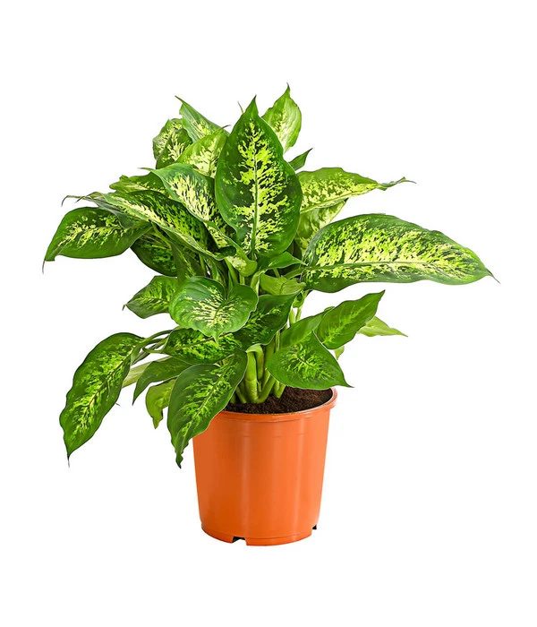 Dieffenbachie - Dieffenbachia Seguine Compacta 3 Dieffenbachie - Dieffenbachia Seguine Compacta