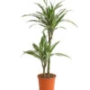 Drachenbaum - Dracaena Deremensis 'White Stripe' -Haus Pflanzen Welt 8220584 WE FS 001 DrachenbaumDraceanaDeremensisWhiteStripe2erTuffT19DehnerExpressHerzig