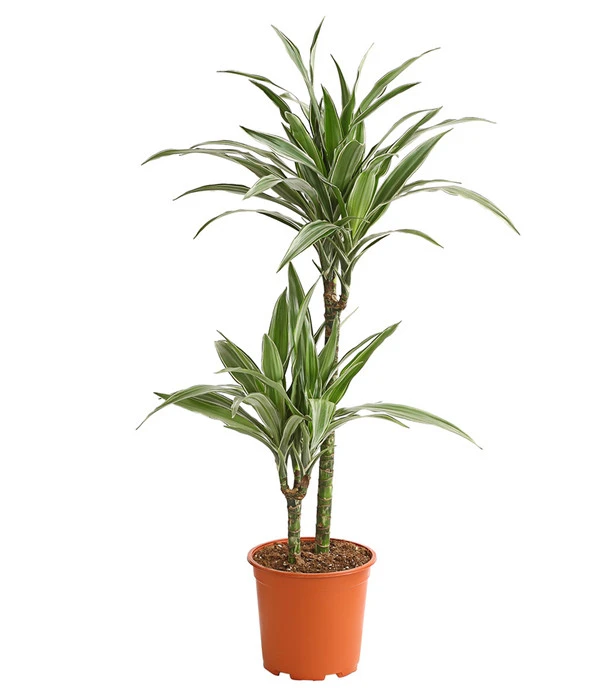 Drachenbaum - Dracaena Deremensis 'White Stripe' 3 Drachenbaum - Dracaena Deremensis 'White Stripe'