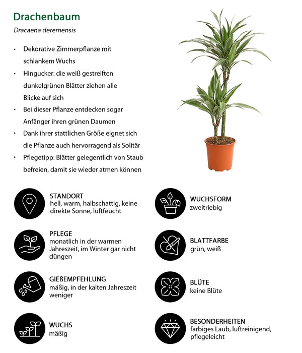 Drachenbaum - Dracaena Deremensis 'White Stripe' 5 Drachenbaum - Dracaena Deremensis 'White Stripe' – Bild 3