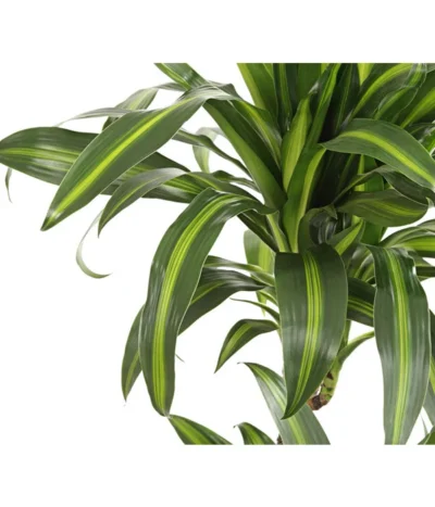Drachenbaum - Dracaena Deremensis, Verschiedene Sorten -Haus Pflanzen Welt 8220980 WE DE 001 DrachenbaumDracaenaHawaianSunshineT27DehnerExpressHerzig