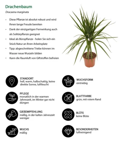 Zimmerpflanzen-Set Drachenhöhle, 4-teilig -Haus Pflanzen Welt 8221137 WE IG 001 Drachenbaum