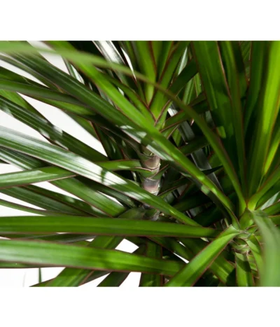 Drachenbaum - Dracaena Marginata, Verzweigt -Haus Pflanzen Welt 8221335 8221749 WE DE 002 DracaenaMarginataDrachenbaumDehnerEvaWunderlich 1