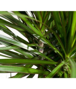 Drachenbaum - Dracaena Marginata -Haus Pflanzen Welt 8221335 8221749 WE DE 002 DracaenaMarginataDrachenbaumDehnerEvaWunderlich