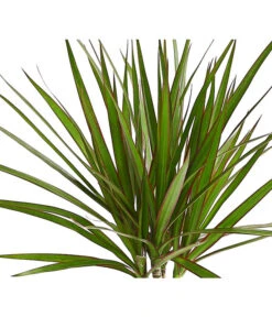 Drachenbaum - Dracaena Marginata -Haus Pflanzen Welt 8221335 WE DE 001 DrachenbaumDracaenaMarginataStammT11DehnerExpressHerzig