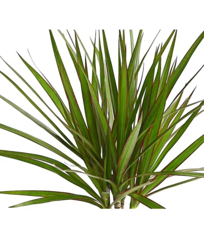 Drachenbaum - Dracaena Marginata -Haus Pflanzen Welt 8221335 WE DE 001 DrachenbaumDracaenaMarginataStammT11DehnerExpressHerzig