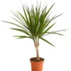 Drachenbaum - Dracaena Marginata -Haus Pflanzen Welt 8221335 WE FS 001 DrachenbaumDracaenaMarginataStammT11DehnerExpressHerzig 1