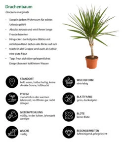 Drachenbaum - Dracaena Marginata -Haus Pflanzen Welt 8221335 WE IG 001 DrachenbaumDracaenaMarginataStammT11DehnerExpressHerzig 1