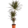 Drachenbaum - Dracaena Marginata 'Magenta' -Haus Pflanzen Welt 8221673 We FS 001 DrachenbaumDracaenaMagenta3erTuffT21DehnerExpressHerzig