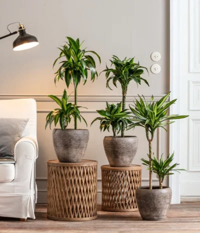 Drachenbaum - Dracaena Deremensis 'Dorado' 8 Drachenbaum - Dracaena Deremensis 'Dorado' -Haus Pflanzen Welt 8221707 8511545 8222044 WE MO 001 DrachenbaumDorado