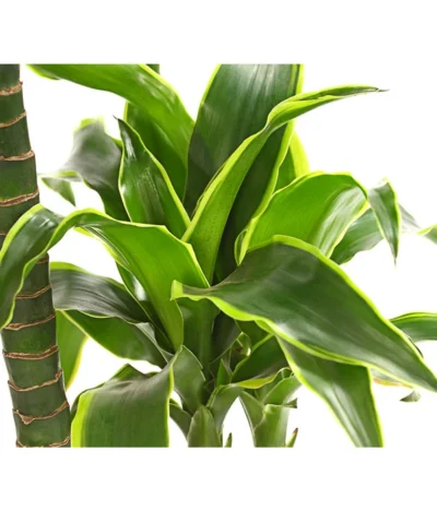 Drachenbaum - Dracaena Deremensis 'Dorado' 9 Drachenbaum - Dracaena Deremensis 'Dorado' -Haus Pflanzen Welt 8221707 WE DE 001 DrachenbaumDracaenaDeremensis2erTuffT19OWDehnerExpressHerzig