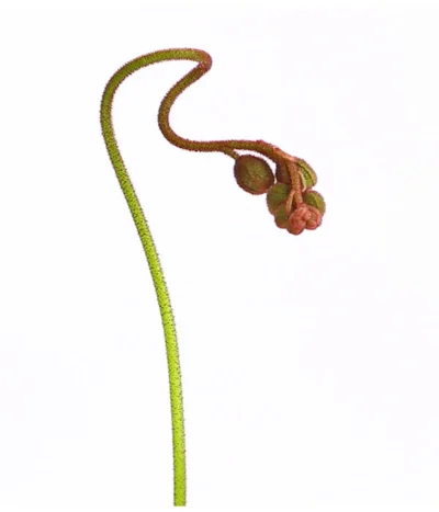 Sonnentau - Drosera Aliciae -Haus Pflanzen Welt 8222960 WE DE 001 DroseraAliciaeT9DehnerExpressHerzig