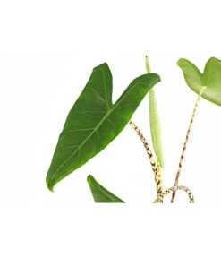 Pfeilblatt - Alocasia Zebrina -Haus Pflanzen Welt 8223521 PR DE 001 AlocasiaZebrinaT15DehnerExpressHerzig