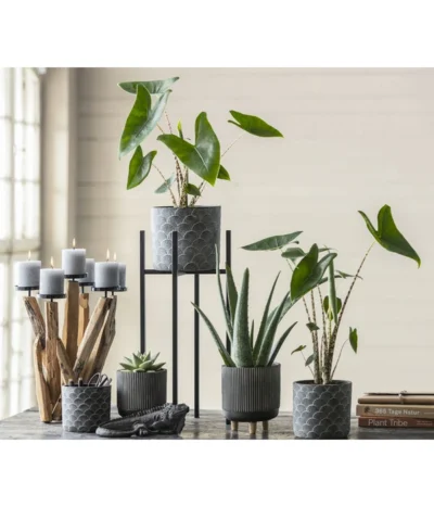 Echeverie - Echeveria Agavoides -Haus Pflanzen Welt 8223521 WE MO 001 AlocasiaZebrina2021GC03 1