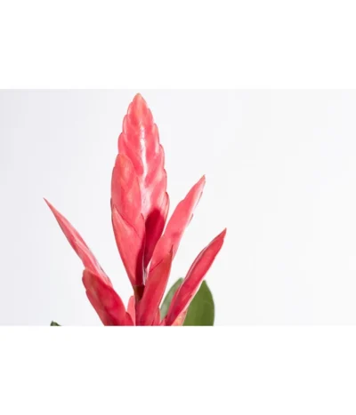Vriesea - Bromelia Cultivars 'Intenso Pink' -Haus Pflanzen Welt 8223877 PR DE 001 VrieseaIntensoPinkT12DehnerExpressZS