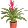 Vriesea - Bromelia Cultivars 'Intenso Pink' 2 Vriesea - Bromelia Cultivars 'Intenso Pink' -Haus Pflanzen Welt 8223877 PR FS 001 VrieseaIntensoPinkT12DehnerExpressZS