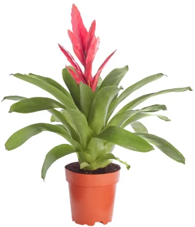 Vriesea - Bromelia Cultivars 'Intenso Pink'