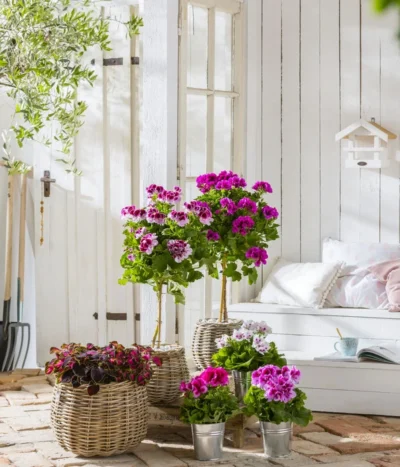 Edelgeranie, Stämmchen -Haus Pflanzen Welt 8223943 WE MO 001 Edelgeranie2021GC04