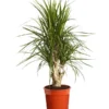 Drachenbaum - Dracaena Marginata, Verzweigt -Haus Pflanzen Welt 8224081 PR FS 001 DracaenaMarginataVerzweigtDehnerExpressZS