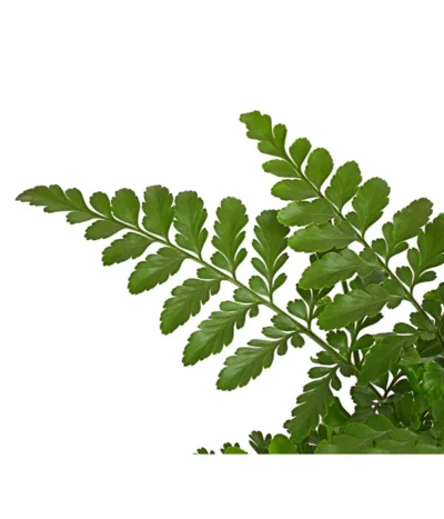 Streifenfarn - Asplenium Dimorphum 'Parvati' 9 Streifenfarn - Asplenium Dimorphum 'Parvati' -Haus Pflanzen Welt 8224198 PR DE 001 AspleniumParvatiT12DehnerExpressHerzig