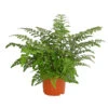 Streifenfarn - Asplenium Dimorphum 'Parvati' 2 Streifenfarn - Asplenium Dimorphum 'Parvati' -Haus Pflanzen Welt 8224198 PR FS 001 AspleniumParvatiT12DehnerExpressHerzig