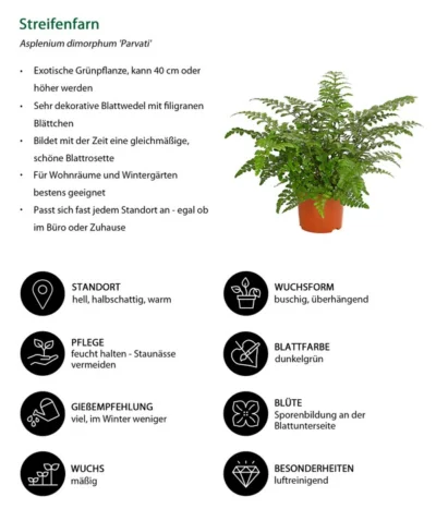 Streifenfarn - Asplenium Dimorphum 'Parvati' 8 Streifenfarn - Asplenium Dimorphum 'Parvati' -Haus Pflanzen Welt 8224198 WE IG 001 AspleniumParvatiT12DehnerExpressHerzig